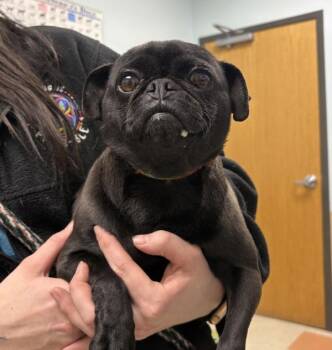 Pug Dogs Available for Adoption - Sheila | PetCurious