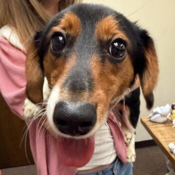 Dashington C-34374 -  Corgi and Dachshund Dog for Adoption in Oklahoma City, Oklahoma - Dashington C-34374 | PetCurious