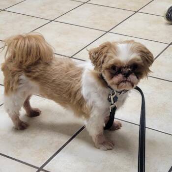 Duke -  Shih Tzu Dog for Adoption in Grand Island, Nebraska - Duke | PetCurious
