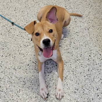 Cattle Dog and Mixed Breed Dogs Available for Adoption in Hattiesburg, Mississippi - Banshee | PetCurious
