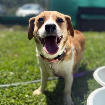 Fiona -  Cardigan Welsh Corgi and Beagle Dog for Adoption in Jacksboro, Tennessee - Fiona | PetCurious