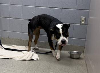 ZYPHIERA -  Boxer and Mixed Breed Dog for Adoption in Omaha, Nebraska - ZYPHIERA | PetCurious
