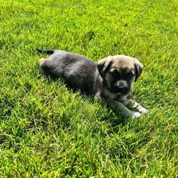 Labrador Retriever Dogs Available for Adoption - Peony | PetCurious