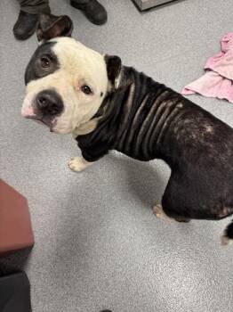 Meatloaf -  Mixed Breed Dog for Adoption in Sevierville, Tennessee - Meatloaf | PetCurious