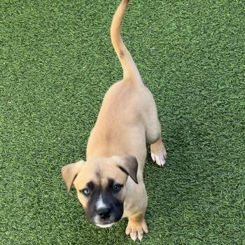 Mixed Breed Dogs Available for Adoption - Apricot 9825 | PetCurious