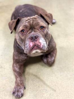 Hennessey -  Pit Bull Terrier Dog for Adoption in Napa, California - Hennessey | PetCurious