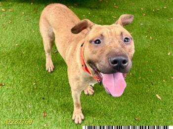 Rescue Mixed Breed Dogs for Adoption in West Palm Beach, Florida - CURTIS | PetCurious