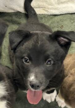 Siberian Husky Dogs Available for Adoption - Kodiak | PetCurious