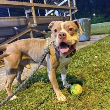 Tank -  American Staffordshire Terrier Dog for Adoption in New York, New York - Tank | PetCurious