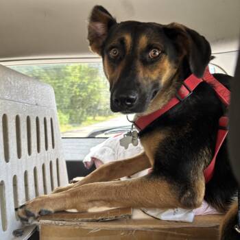 Pretty -  German Shepherd Dog Dog for Adoption in Liverpool, Texas - Pretty | PetCurious