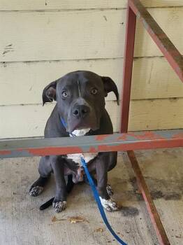 Rescue American Staffordshire Terrier Dogs for Adoption in San Antonio, Texas - BRUNO | PetCurious