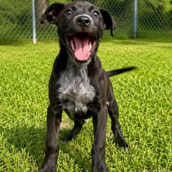 Courtney -  Black Labrador Retriever and Cattle Dog Dog for Adoption in Tulsa, Oklahoma - Courtney | PetCurious