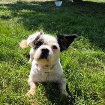 Cletus -  French Bulldog and Shih Tzu Dog for Adoption in Milford, Iowa - Cletus | PetCurious
