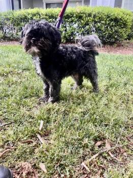 Shih Poo Dogs Available for Adoption in Tifton, Georgia - Deuce | PetCurious