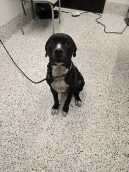 Lucas -  Mixed Breed Dog for Adoption in Atlanta, Georgia - Lucas | PetCurious