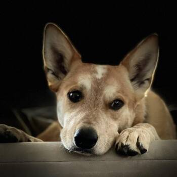 Duke -  Australian Cattle Dog Blue Heeler and Husky Dog for Adoption in San Diego, California - Duke | PetCurious