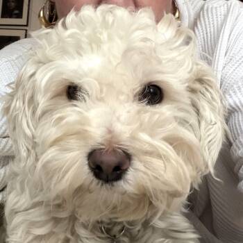Sabrina -  Maltipoo Dog Available for Adoption - Sabrina | PetCurious