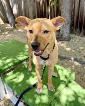 Mixed Breed Dogs Available for Adoption - Boris | PetCurious