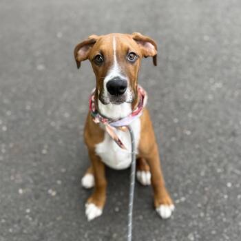 Bambam -  Boxer and Mixed Breed Dog for Adoption in Newberg, Oregon - Bambam | PetCurious