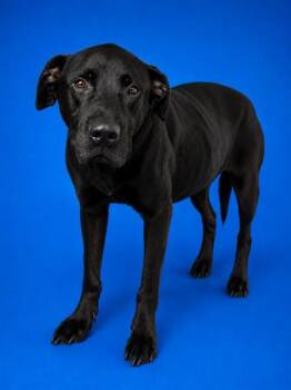 BAILEY -  Mixed Breed Dog for Adoption in Jacksonville, Florida - BAILEY | PetCurious