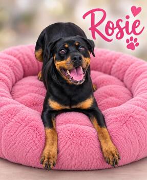 Rosie -  Rottweiler Dog for Adoption in Momence, Illinois - Rosie | PetCurious