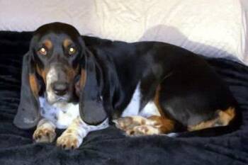 SNICKERDOODLE - ADOPTION PENDING! -  Basset Hound Dog for Adoption in Hamilton, New Jersey - SNICKERDOODLE - ADOPTION PENDING! | PetCurious