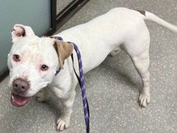 Pit Bull Terrier Dogs Available for Adoption - Josie | PetCurious