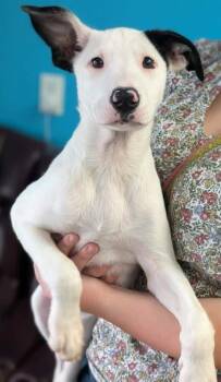 Mouch -  Border Collie and Mixed Breed Dog for Adoption in La Harpe, Kansas - Mouch | PetCurious