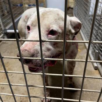 Offset Stray Hold 10/8 -  Mixed Breed Dog for Adoption in Huntington, West Virginia - Offset Stray Hold 10/8 | PetCurious