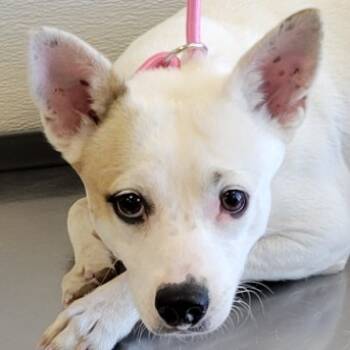 Rescue Mixed Breed Dogs for Adoption in Las Cruces, New Mexico - 100582 | PetCurious