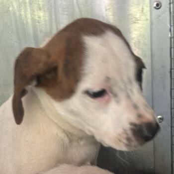 Pit Bull Terrier Dogs Available for Adoption in Birmingham, Alabama - George | PetCurious