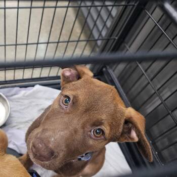 Chewbarka -  Chocolate Labrador Retriever and Mixed Breed Dog for Adoption in Midland, Texas - Chewbarka | PetCurious