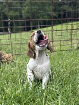 Beagle and Mixed Breed Dogs Available for Adoption in Seale, Alabama - SCOOBY | PetCurious