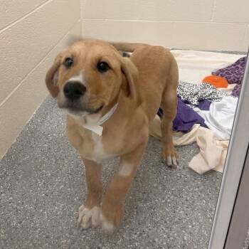 Anchor -  Mixed Breed Dog for Adoption in Hendersonville, North Carolina - Anchor | PetCurious