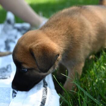 Bisou -  German Shepherd Dog and Pomeranian Dog for Adoption in Potomac, Maryland - Bisou | PetCurious