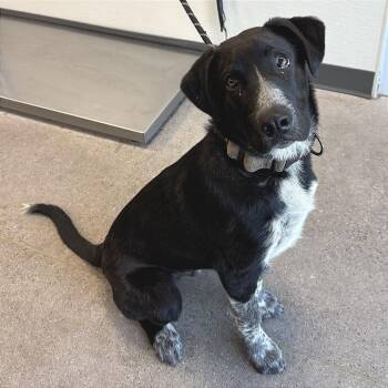 Mixed Breed Dogs Available for Adoption in Las Cruces, New Mexico - 105698 | PetCurious