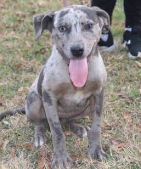 Rescue Catahoula Leopard Dog Dogs for Adoption in Forrest City, Arkansas - Dot | PetCurious