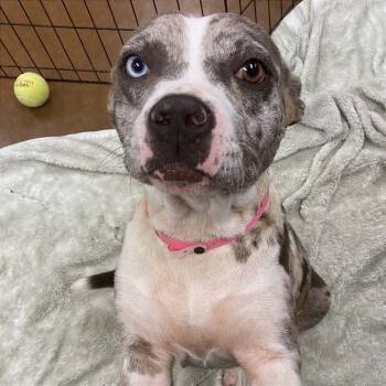 Rescue Mixed Breed Dogs for Adoption in Memphis, Tennessee - Rhia | PetCurious