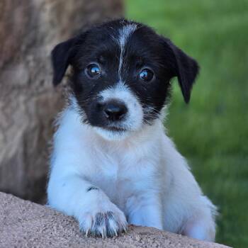 Rescue Wirehaired Terrier Dogs for Adoption in San Diego, California - Catalina Pup - Casino | PetCurious
