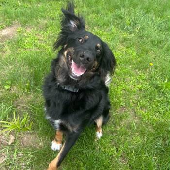 Ralph -  Shepherd Dog for Adoption in Marshalltown, Iowa - Ralph | PetCurious