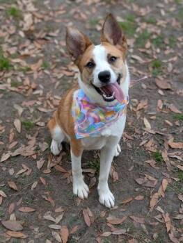 Collie Dogs Available for Adoption in Gulfport, Mississippi - Shiloh | PetCurious