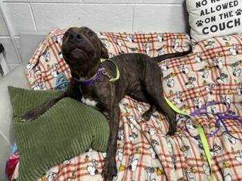 Brewster -  Mixed Breed Dog for Adoption in New York, New York - Brewster | PetCurious