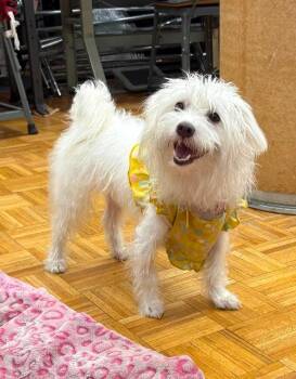 Ivory -  Maltese and Mixed Breed Dog for Adoption in Valley Stream, New York - Ivory | PetCurious