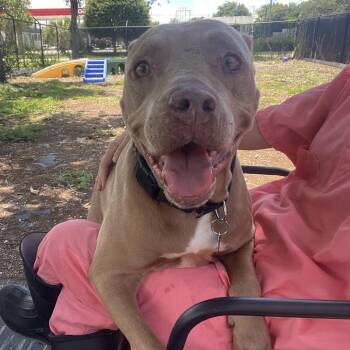 Queen -  Mixed Breed Dog for Adoption in West Palm Beach, Florida - Queen | PetCurious