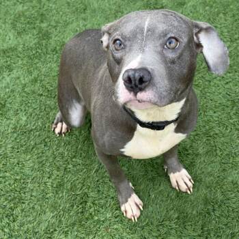 Miny -  Pit Bull Terrier and Mixed Breed Dog for Adoption in Matteson, Illinois - Miny | PetCurious