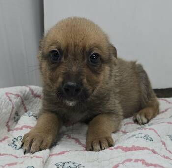 Australian Kelpie and Terrier Dogs Available for Adoption in New York, New York - Ghostzapper  | PetCurious