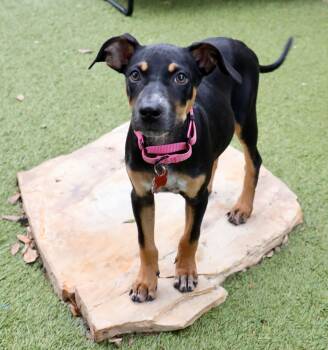 Maddie -  Miniature Pinscher Dog for Adoption in Fort Worth, Texas - Maddie | PetCurious