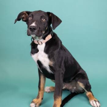Mixed Breed Dogs Available for Adoption in Portland, Oregon - Quasimodo | PetCurious