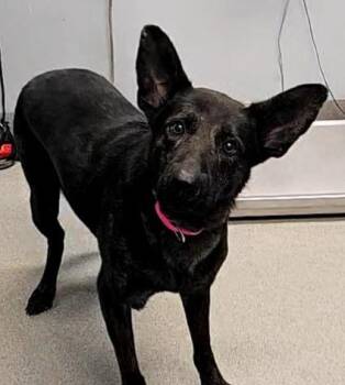 Barbie Q -  Dutch Shepherd Dog for Adoption in Bloomington, Indiana - Barbie Q | PetCurious