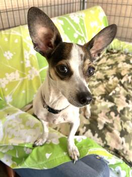 Rat Terrier and Jack Russell Terrier Dogs Available for Adoption in Agua Dulce, California - Missy | PetCurious